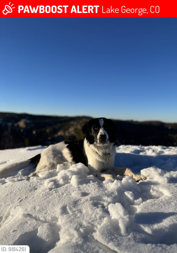Lost Male Dog last seen On property 5050 county road 90 running southwest, Lake George, CO 80827