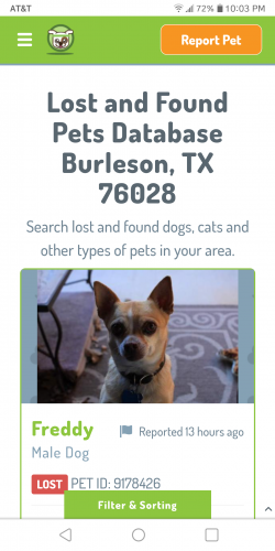 Lost Male Dog last seen Near and Drury Cross, Burleson, TX 76028