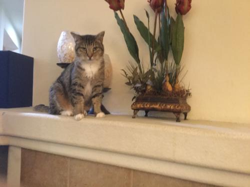 Lost Female Cat last seen Clinton Keith Rd. and Smith Ranch Rd., Wildomar, CA 92595