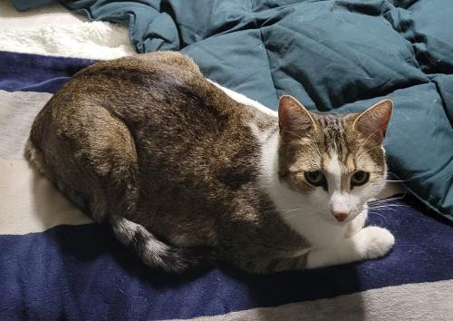 Lost Female Cat last seen 31st Ave and Deer Valley, Phoenix, AZ 85027