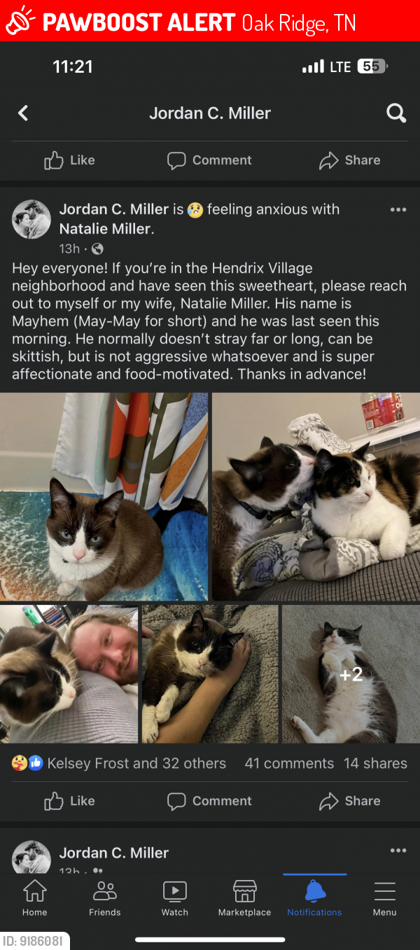 Lost Male Cat last seen Hanover Place & Hendrix Drive, Oak Ridge, TN 37830