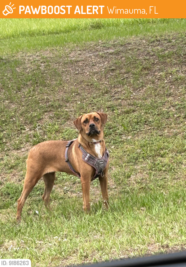 Wimauma, FL Stray Dog Found Near Scaffold Road PawBoost