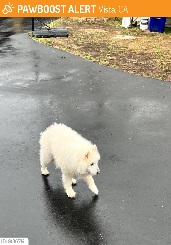 Found/Stray Male Dog last seen Stonewall ln, Vista, CA 92084