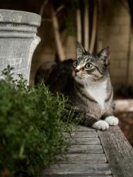 Lost Male Cat last seen Calle la Primavera, Dana Point, CA 92629