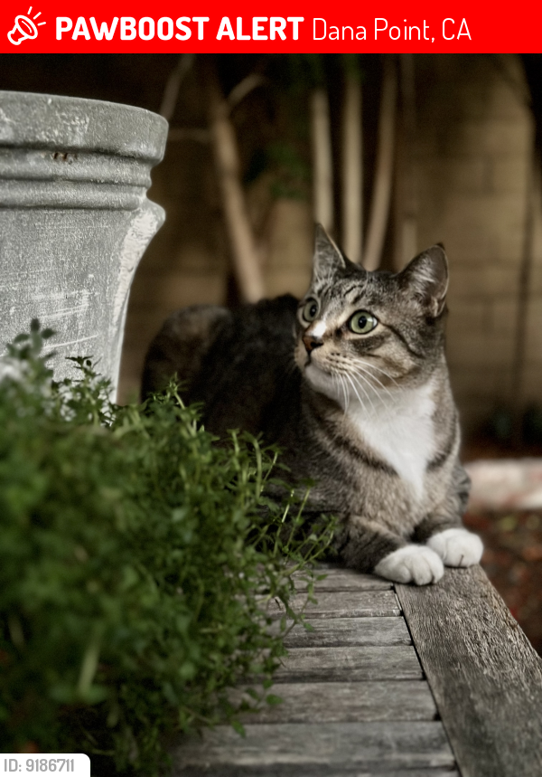Lost Male Cat last seen Calle la Primavera, Dana Point, CA 92629