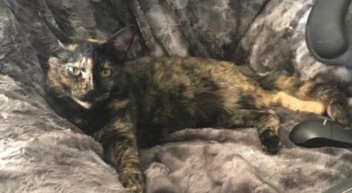 Lost Female Cat last seen Civano Dr. and S. Foothills Dr. (near Kings Ranch Rd.) , Gold Canyon, AZ 85118