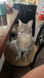 Lost Male Cat last seen Near N and 600 N, Brigham City, UT 84302