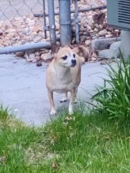 Lost Female Dog last seen Near the meadows way 30349, College Park, GA 30349