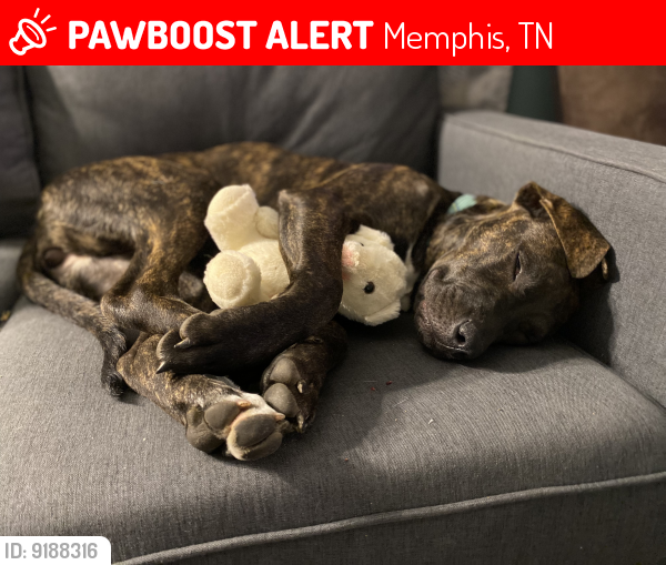 Lost Female Dog in Memphis, TN 38122 Named Cupcake (ID 9188316) PawBoost