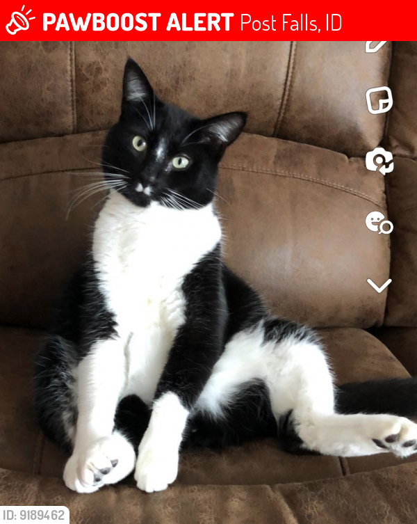 Lost Male Cat last seen E Millford ave, Cecil Rd and Prairie Ave., Post Falls, ID 83854