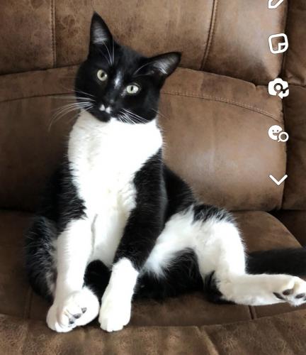 Lost Male Cat last seen E Millford ave, Cecil Rd and Prairie Ave., Post Falls, ID 83854
