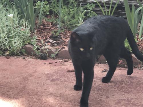 Lost Male Cat last seen Ute and Paona, 80809, Cascade-Chipita Park, CO 80809