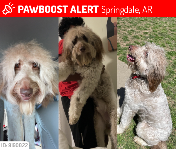 Lost Male Dog last seen S Old Wire Rd, Spring Meadows, Springdale, AR 72764