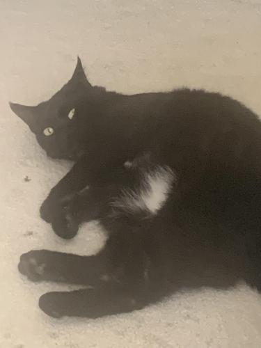 Lost Female Cat last seen Near and Sheridan , Westminster, CO 80020