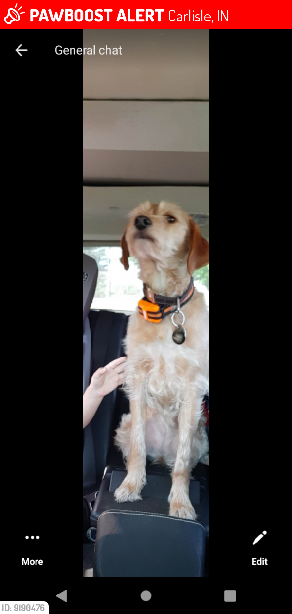 Lost Female Dog last seen Behind Carlisle Sunrise mine on 5 Southeast , Carlisle, IN 47838