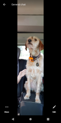 Lost Female Dog last seen Behind Carlisle Sunrise mine on 5 Southeast , Carlisle, IN 47838