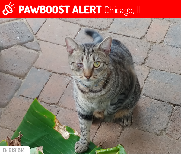 Lost Male Cat last seen Halsted & Belmont, Chicago, IL 60657