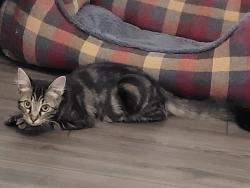 Lost Female Cat last seen Bannock St., Kipling Ln., Rosedale St., Kings Mountain, NC 28086