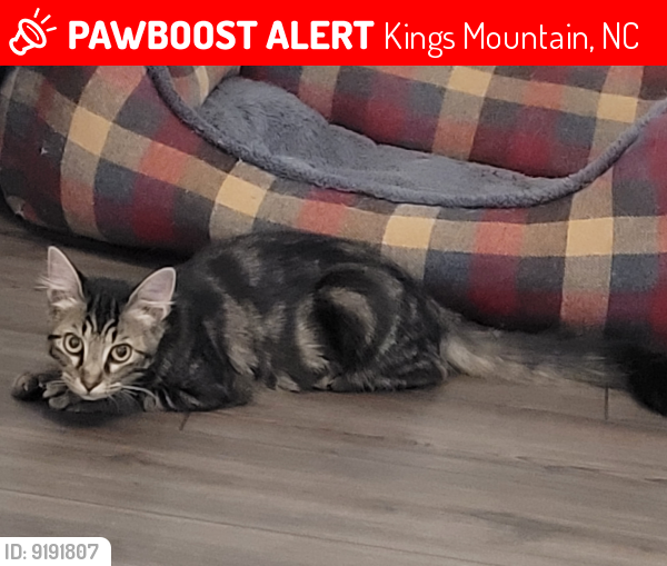 Lost Female Cat last seen Bannock St., Kipling Ln., Rosedale St., Kings Mountain, NC 28086