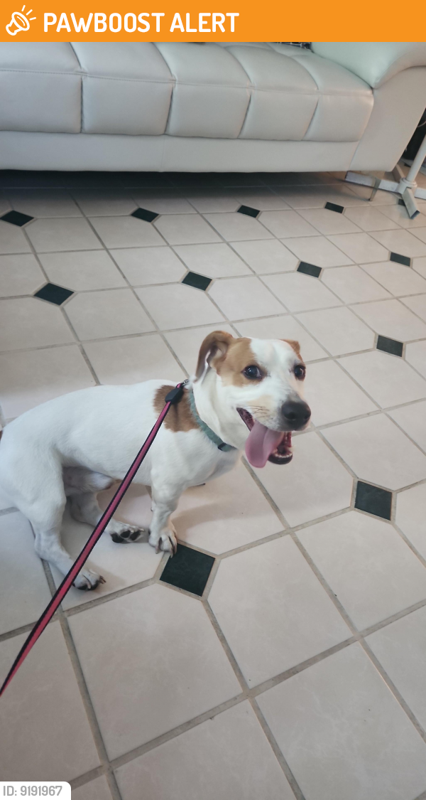 Found/Stray Male Dog in Oronoko charter Township, MI 49103 (ID 9191967