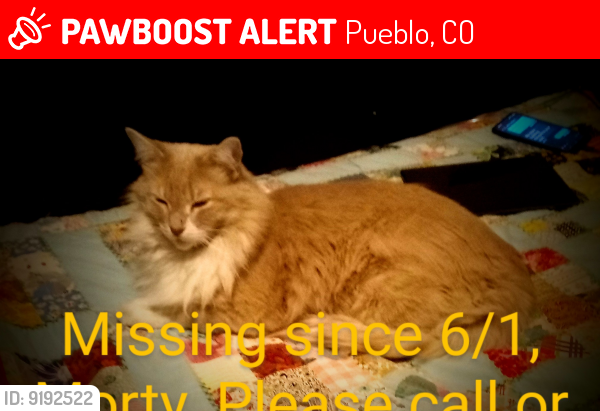 Lost Male Cat last seen W Evans and Quincy Ave, Pueblo, CO 81004