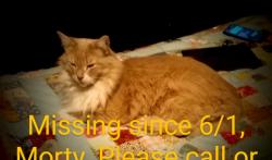 Lost Male Cat last seen W Evans and Quincy Ave, Pueblo, CO 81004