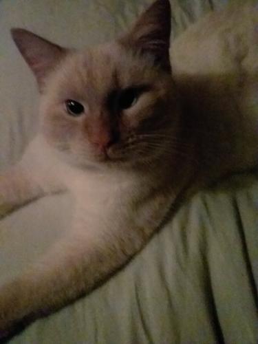 Lost Male Cat last seen Oak drive, Hartfield, VA 23071