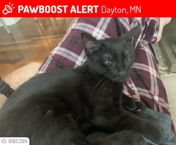 Lost Female Cat last seen Hemlock ln and south diamond lake road, Dayton, MN 55327