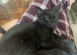 Lost Female Cat last seen Hemlock ln and south diamond lake road, Dayton, MN 55327