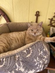 Reunited Male Cat last seen mead valley, Mead Valley, CA 92570