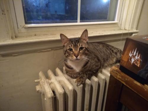 Lost Male Cat last seen East Jeffrey and Saint Victor, Baltimore, MD 21225