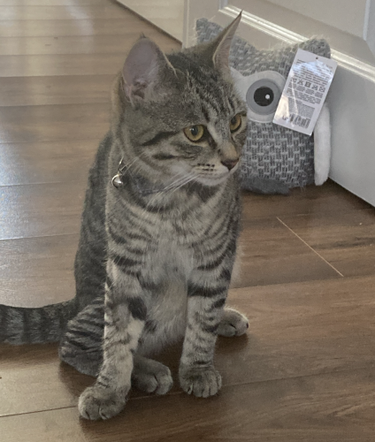 Lost Female Cat last seen Near Forty Hall / A10 Great Cambridge Road, Worcesters Primary School, Greater London, England EN1 4ND