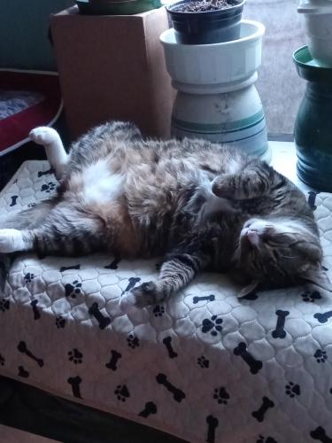 Lost Male Cat last seen 108th Ave se and se 220th , Kent, WA 98031