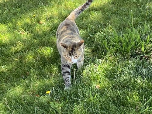 Lost Female Cat last seen Tamiani Rd, Apple Valley, CA 92308