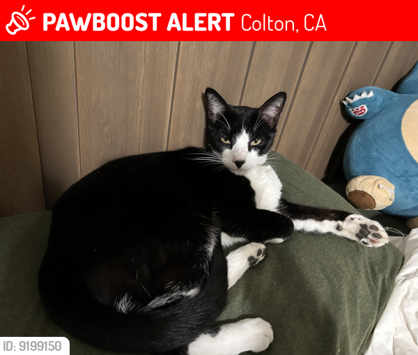 Lost Male Cat last seen Florez St Colton CA , Colton, CA 92324
