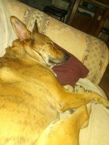 Lost Female Dog last seen Black River Rd& Shiver Rd, Lee County, SC 29128