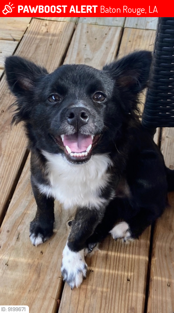 Lost Male Dog last seen RAMSEY DR, GLENMORE AVE, HUNDRED OAKS AVE, STEELE BLVD, ACADIAN THWY, Baton Rouge, LA 70808