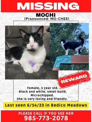 Lost Female Cat last seen Bedico, St. Tammany Parish, LA 70447