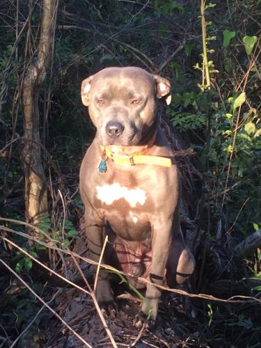 Lost Male Dog last seen Centerville Rd is 1 mile from the hse on Roberts Rd. , Tallahassee, FL 32309