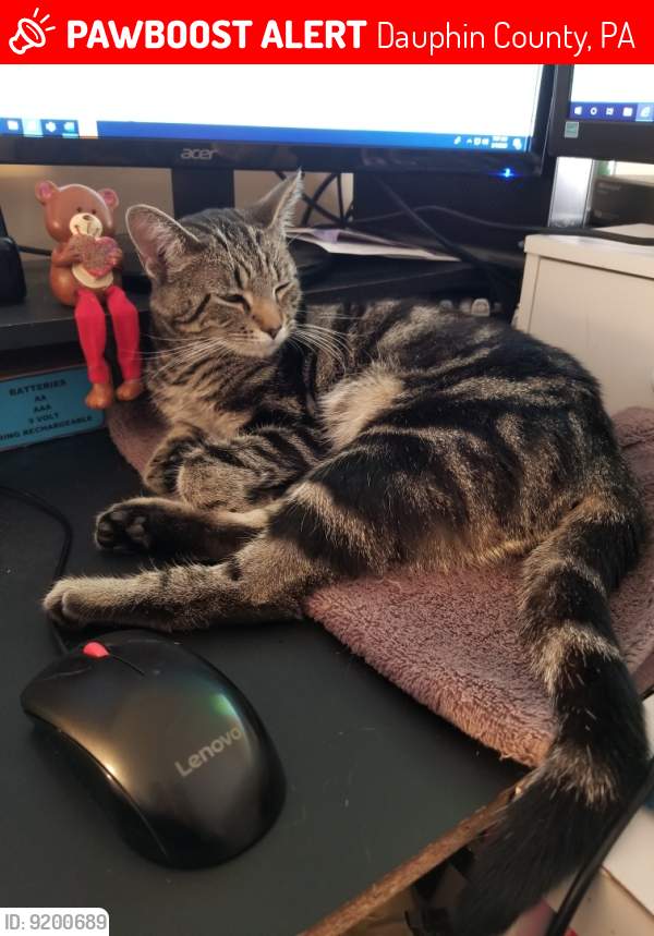 Lost Female Cat last seen Sweetbriar Terrace, Dauphin County, PA 17111