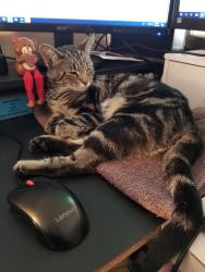 Lost Female Cat last seen Sweetbriar Terrace, Dauphin County, PA 17111