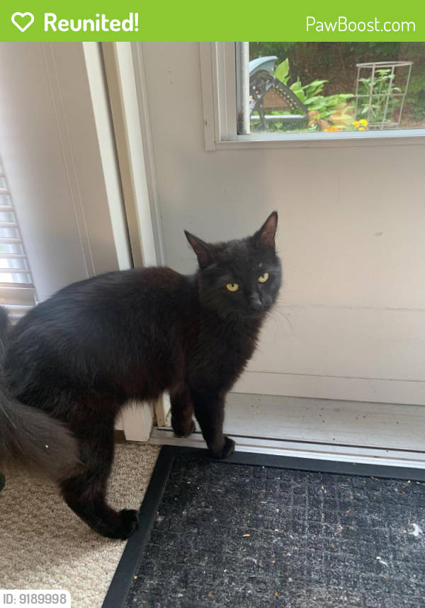Reunited Female Cat in Worcester, MA 01606 (ID 69189998) PawBoost