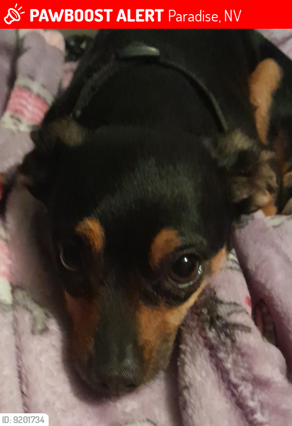 Lost Male Dog last seen Excaliber casino las vegas blvd and tropicana, Paradise, NV 89109