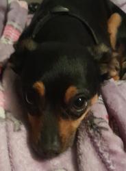 Lost Male Dog last seen Excaliber casino las vegas blvd and tropicana, Paradise, NV 89109