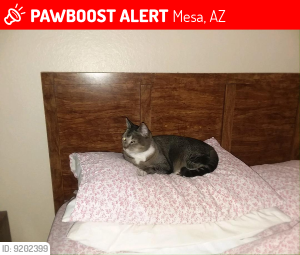 Lost Female Cat last seen Southern Avenue & Hobson 85204, Mesa, AZ 85204