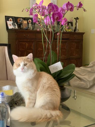 Lost Male Cat last seen Southwest 81st or 82nd Street and 60th Avenue , Miami, FL 33143
