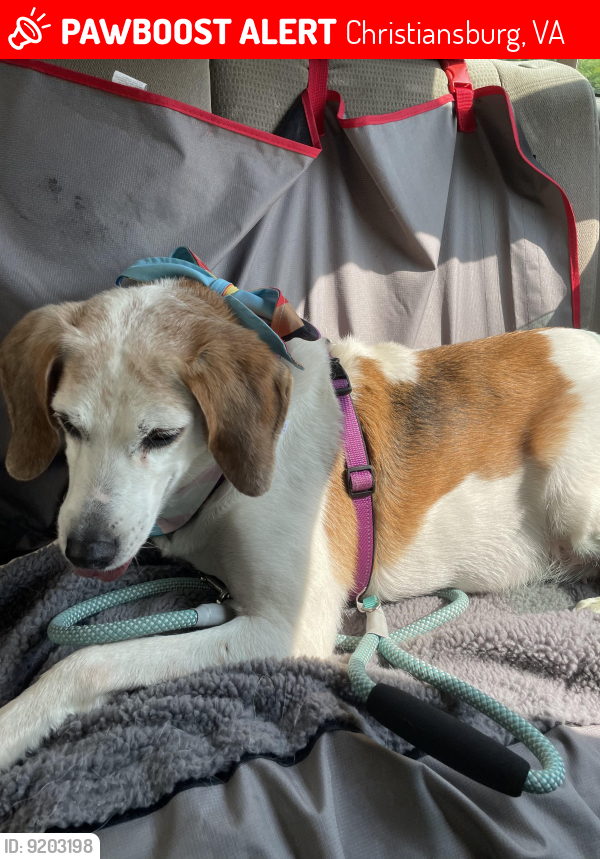 Christiansburg, VA Lost Female Dog, Peggy Is Missing PawBoost