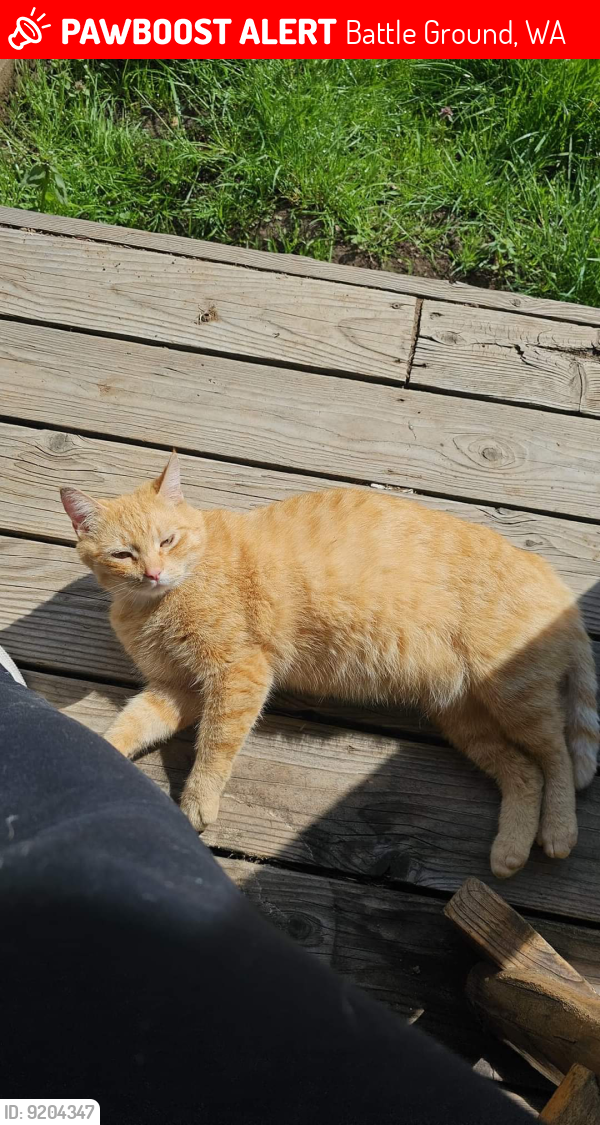 Lost Female Cat in Battle Ground, WA 98604 Named Peaches (ID 9204347