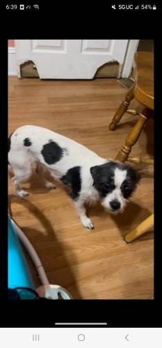 Lost Female Dog last seen maple ally and spruce st, Norristown, PA 19401