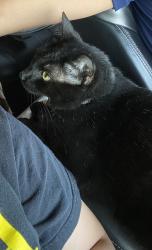 Reunited Female Cat last seen Ermine Cres, Stilton, England PE7